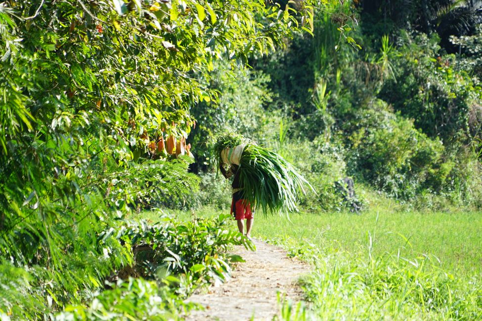 Tana Toraja