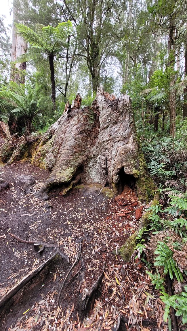 Welch ein Zufall - wir treffen auf Wallabys :-)