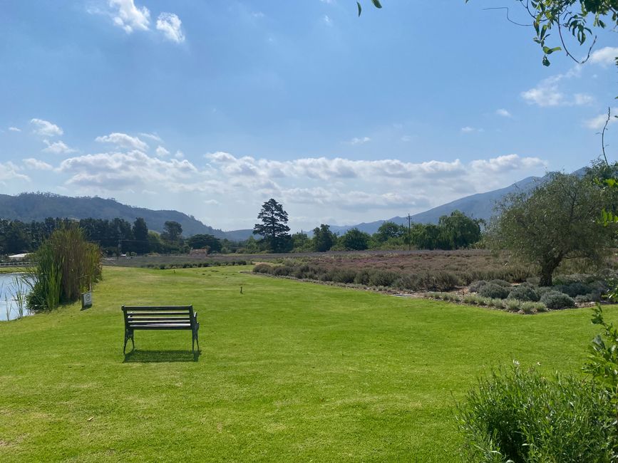 Franschhoek, Lavender Farm