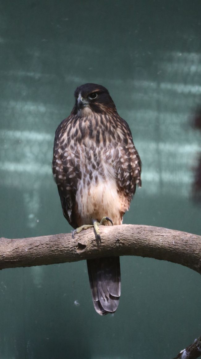 Falke im Otorohanga Kiwi House