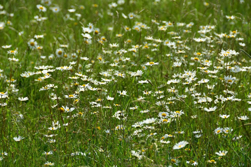 * * * S E C H T A S A F A R I - der Auerochsenweg
bei Bopfingen * * *
