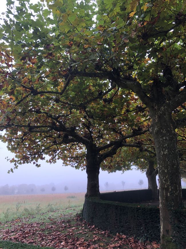 Nebel wird uns fast den ganzen Tag begleiten