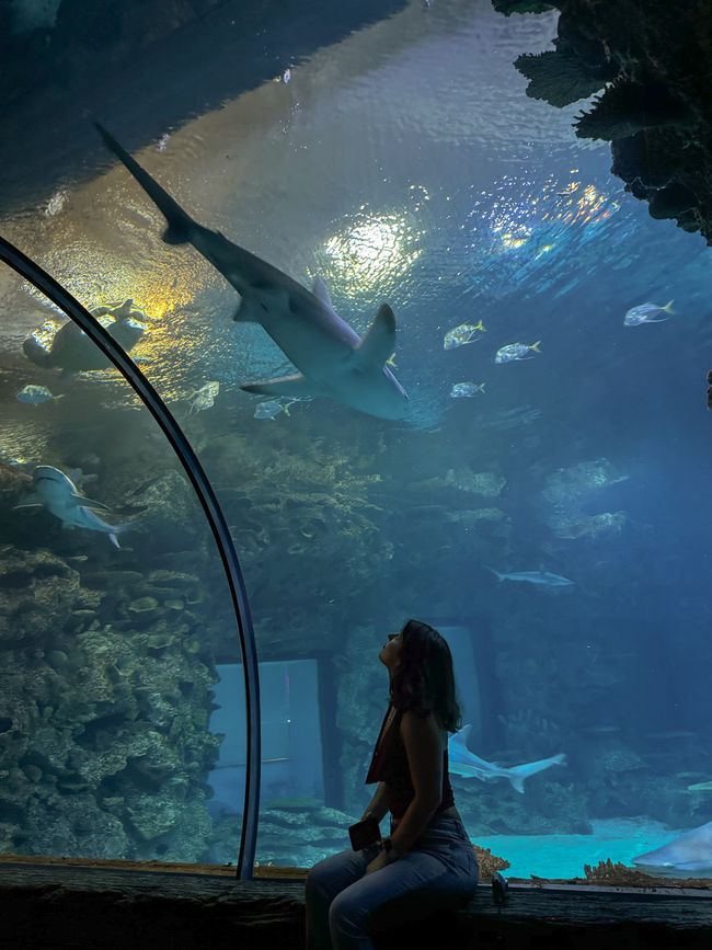 Shark Reef Aquarium
