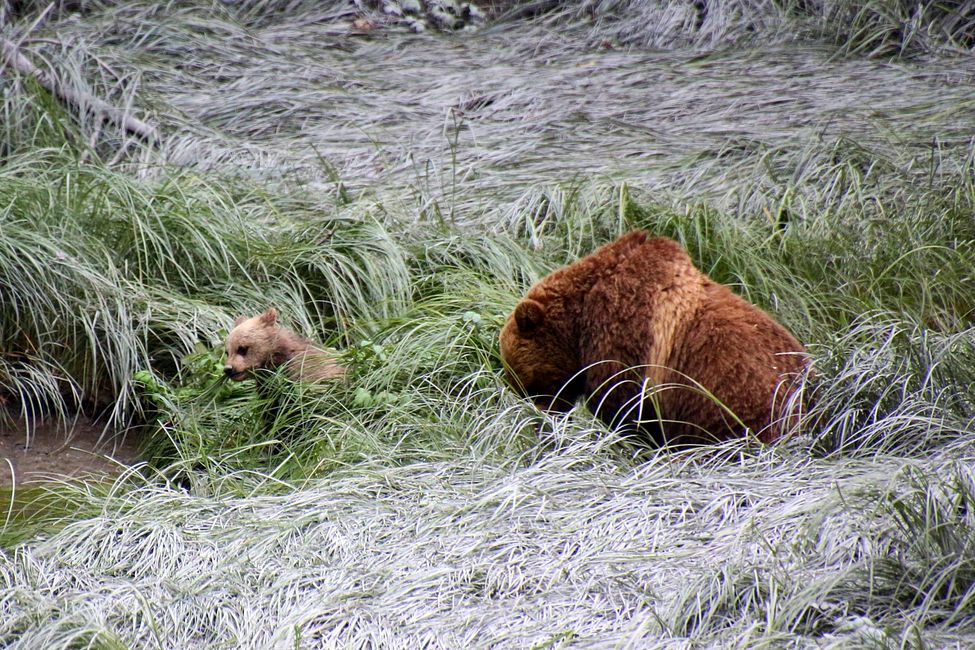 Tag 15: Stewart/Hyder - Grizzlies & (k)ein Salmon Glacier