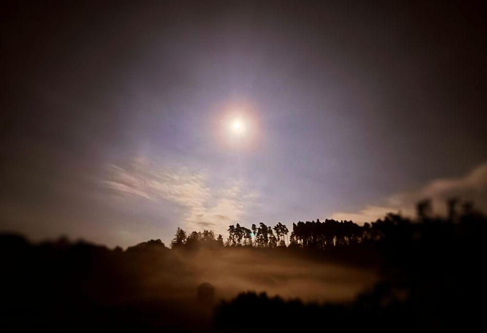 Abendspaziergang/ evening walk 