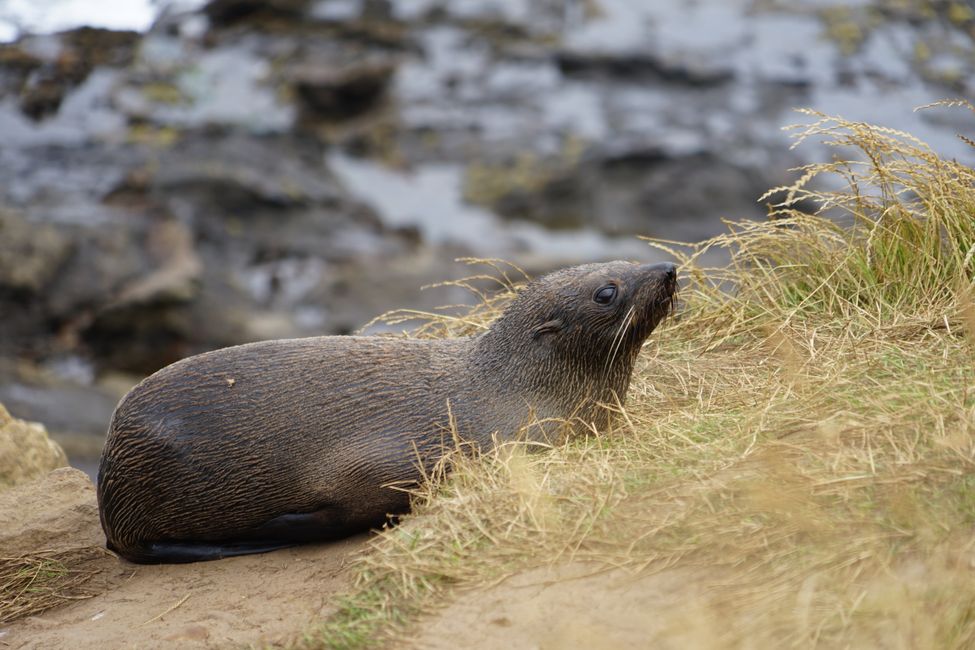 Timaru - Oamaru - Moeraki - Dunedin - Otago Peninsula - Oamaru