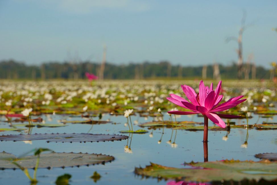 Blütenmeer im Baray Reach Dak