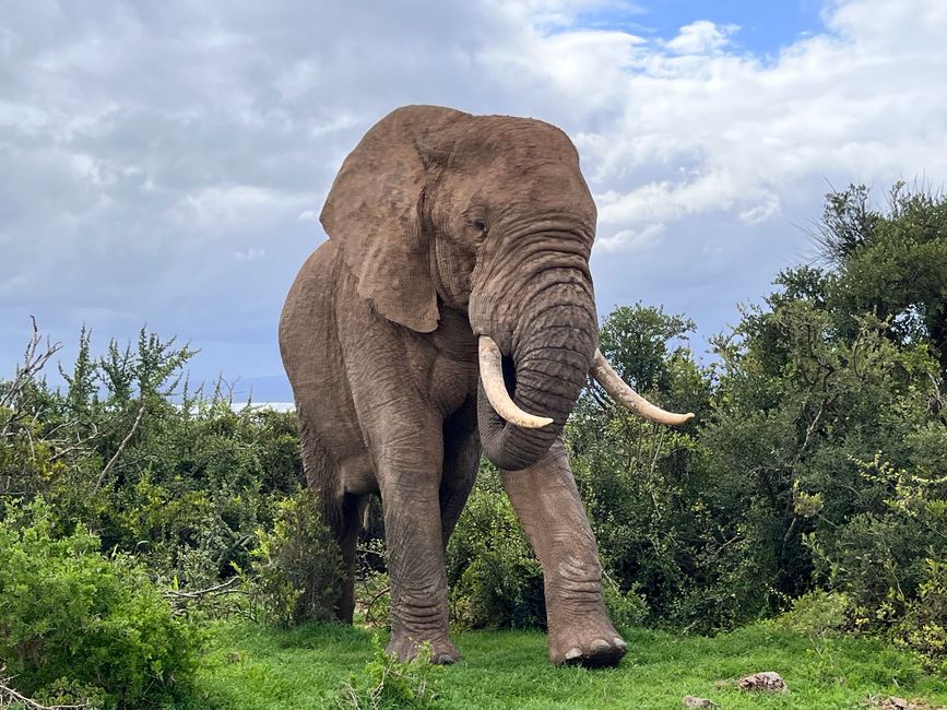 Addo Elephant Park