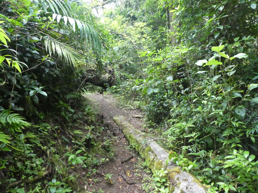Avocado Trail