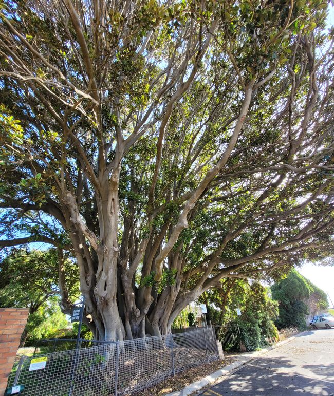 Giorno 93 di 175: Crociera intorno al mondo - Portland/Australia