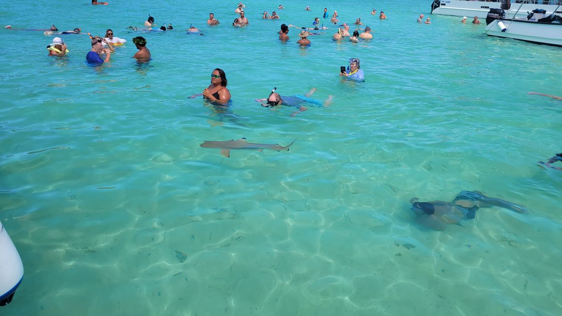 Esnórquel con raya y tiburones en el agua turquesa frente a Bora Bora.