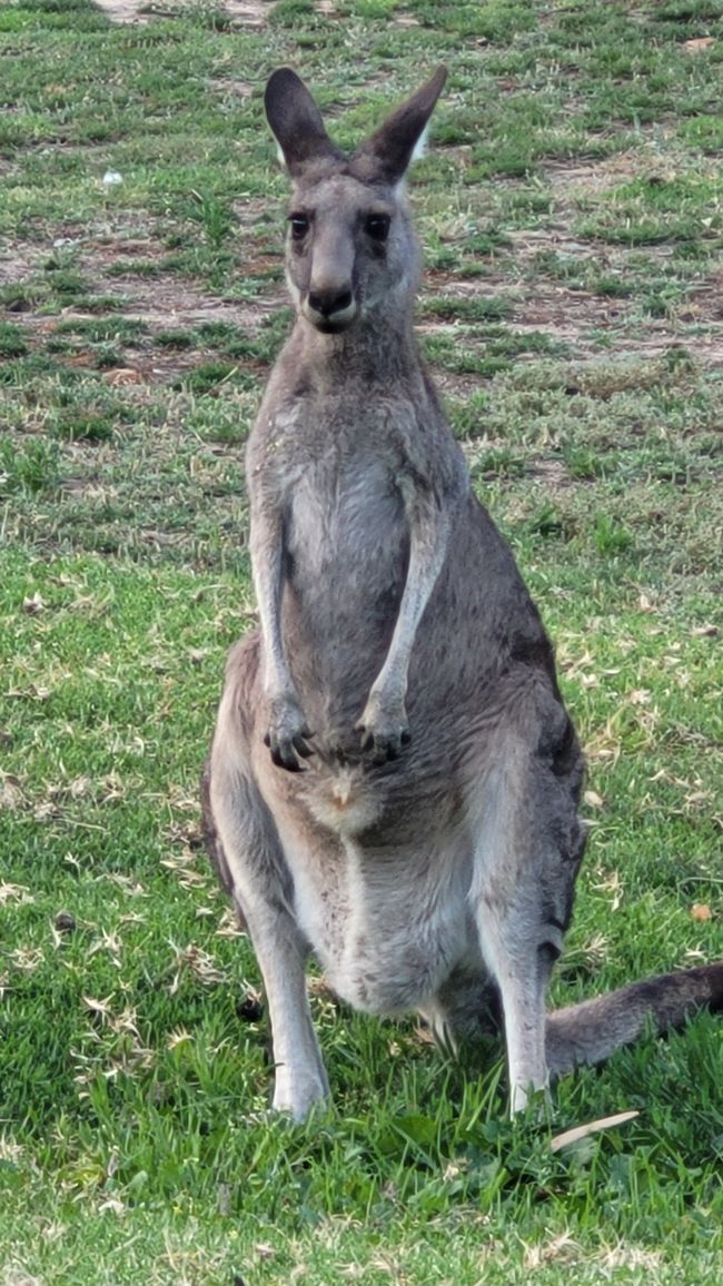 Halls Gap – Meet the Wildlife im Vorgarten