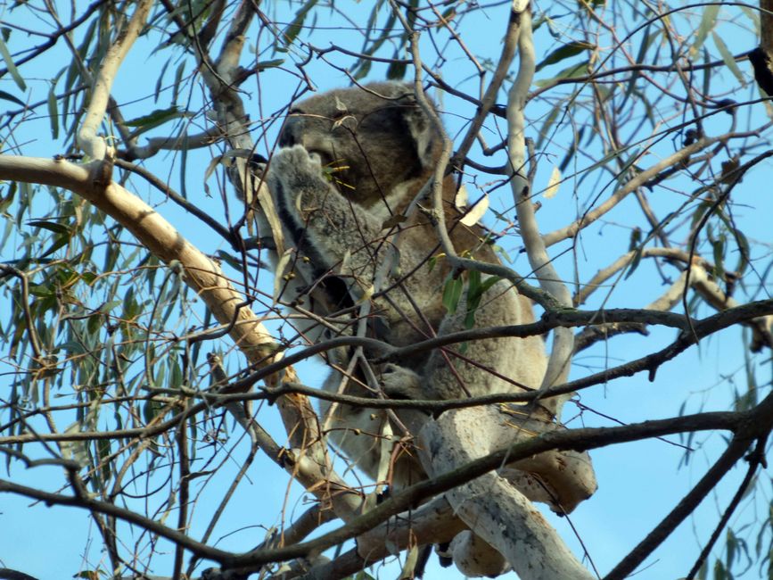 Tower Hill Wildlife Reserve