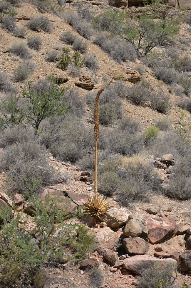 Bright Angel Trail