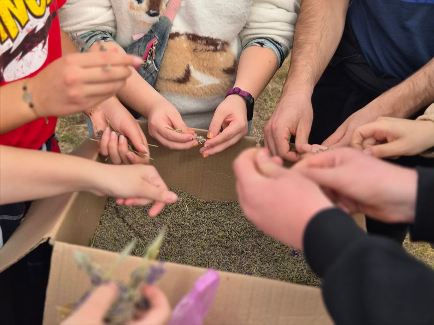 Nature, animaux et solidarité : notre excursion à « Royal Lavendel » à Florești