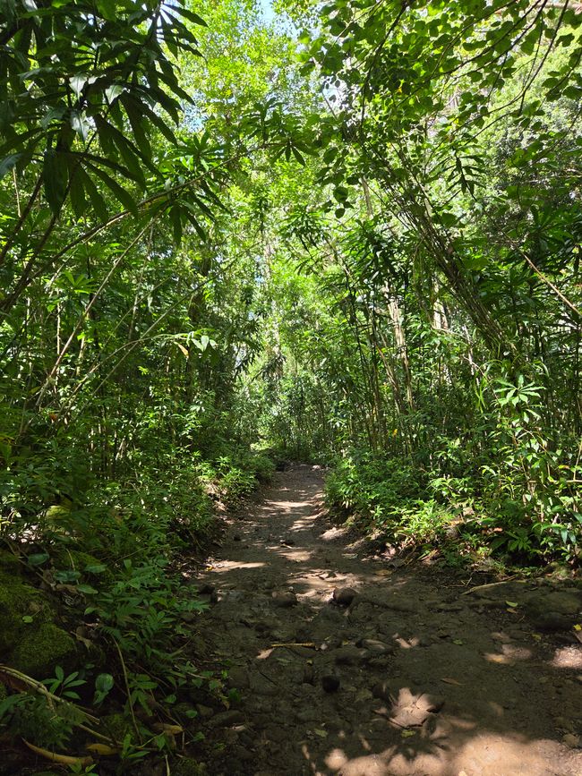 Mānoa Falls