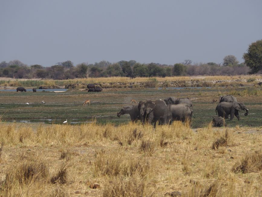 Safari pur-das Abenteuer beginnt