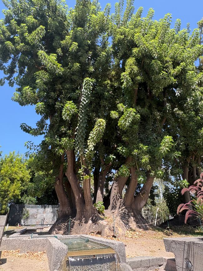 Villa Grimaldi - schöner Garten und schreckliche Vergangenheit