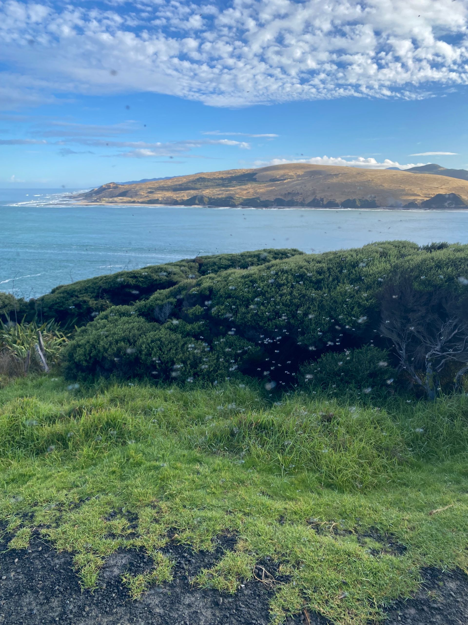Kaikohe-Hokianga Community