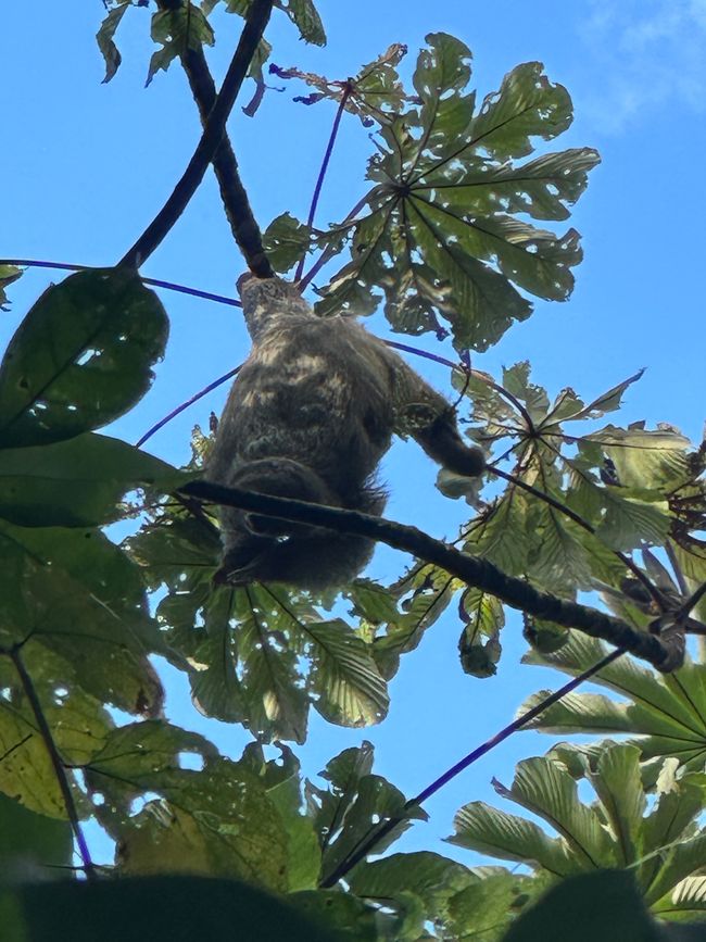 Costa Rica 🇨🇷 