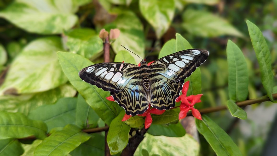 Butterfly Garden Aruba