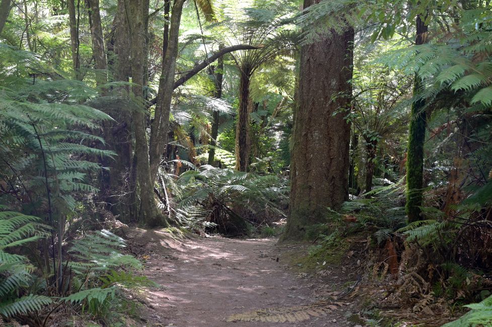 Redwood Weg