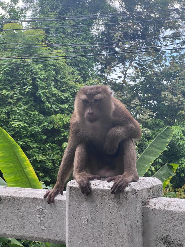Monkey hill