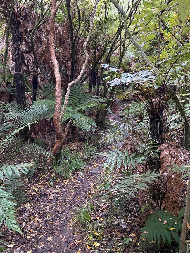 Waterfall Track