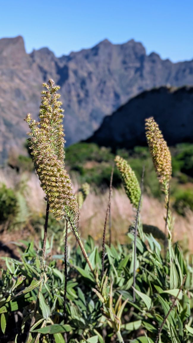 Miradouros do Paredão