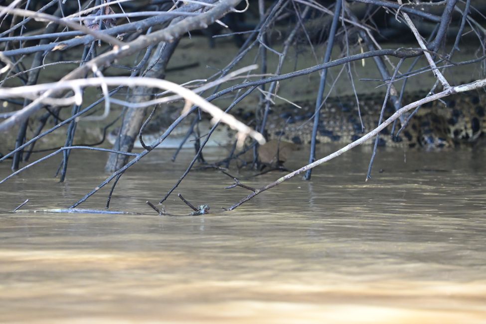 Kinabatangan