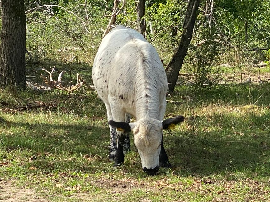 und sieht dazu noch so schön aus!