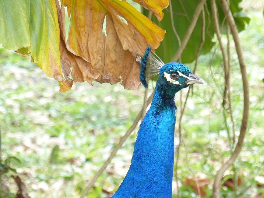 Refugio Canaa Brasil