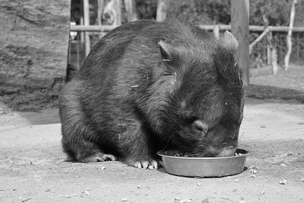 Mary The Wombat