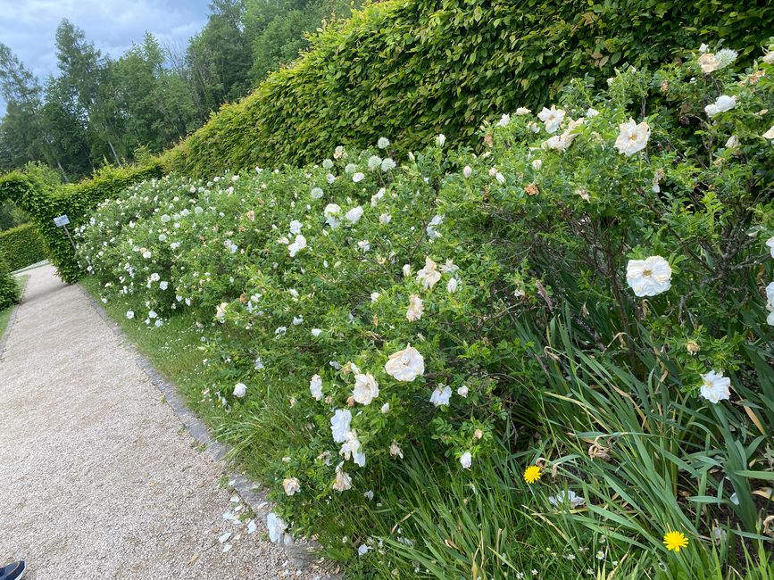 Diese Heckenrosen dufteten sehr intensiv
