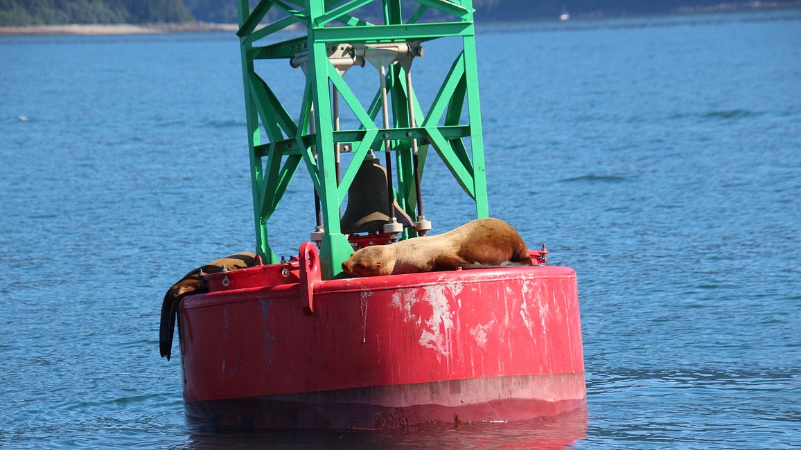 Seehund Schlafplatz