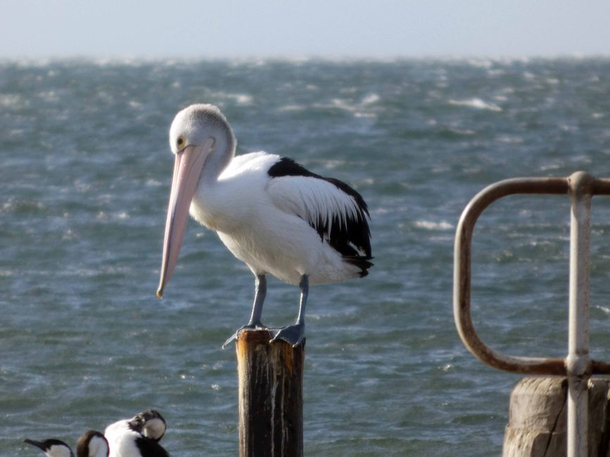 Kingscote, Kangaroo Island