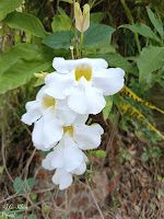 La Romana / Dom. Republik