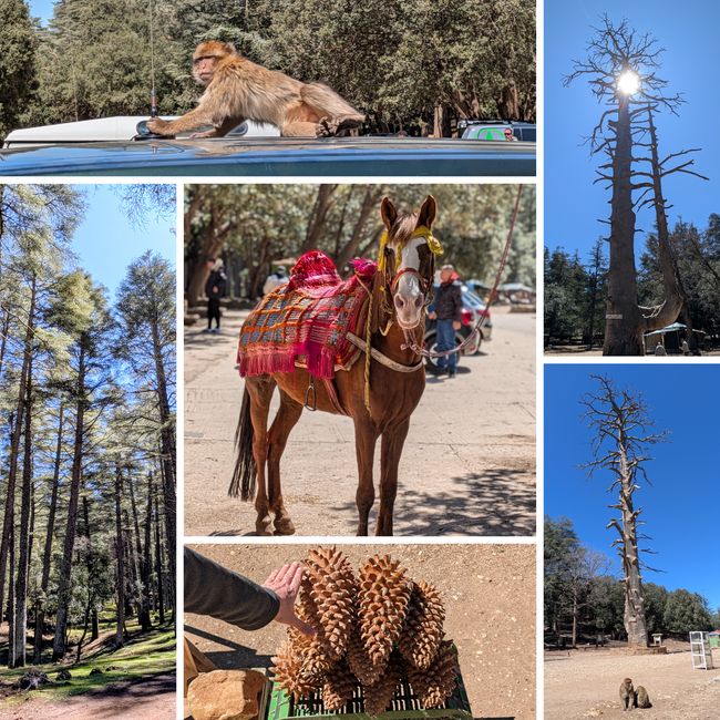 ¡Monos berberiscos, bosques de cedros y una estación de esquí en Marruecos!