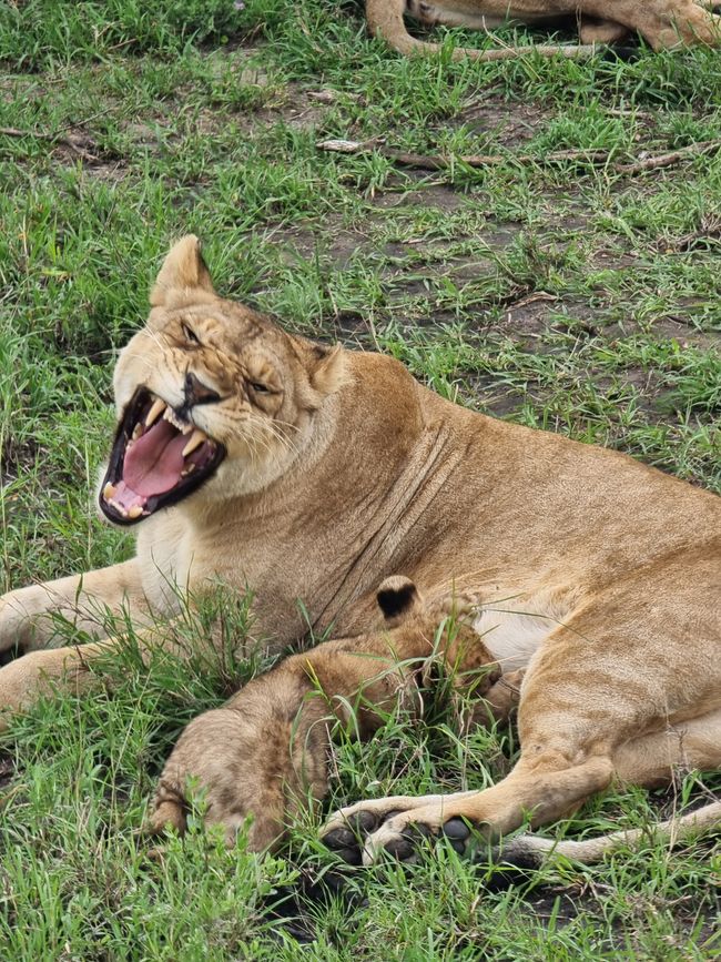 Tansania - Tag 5: Serengeti Nationalpark