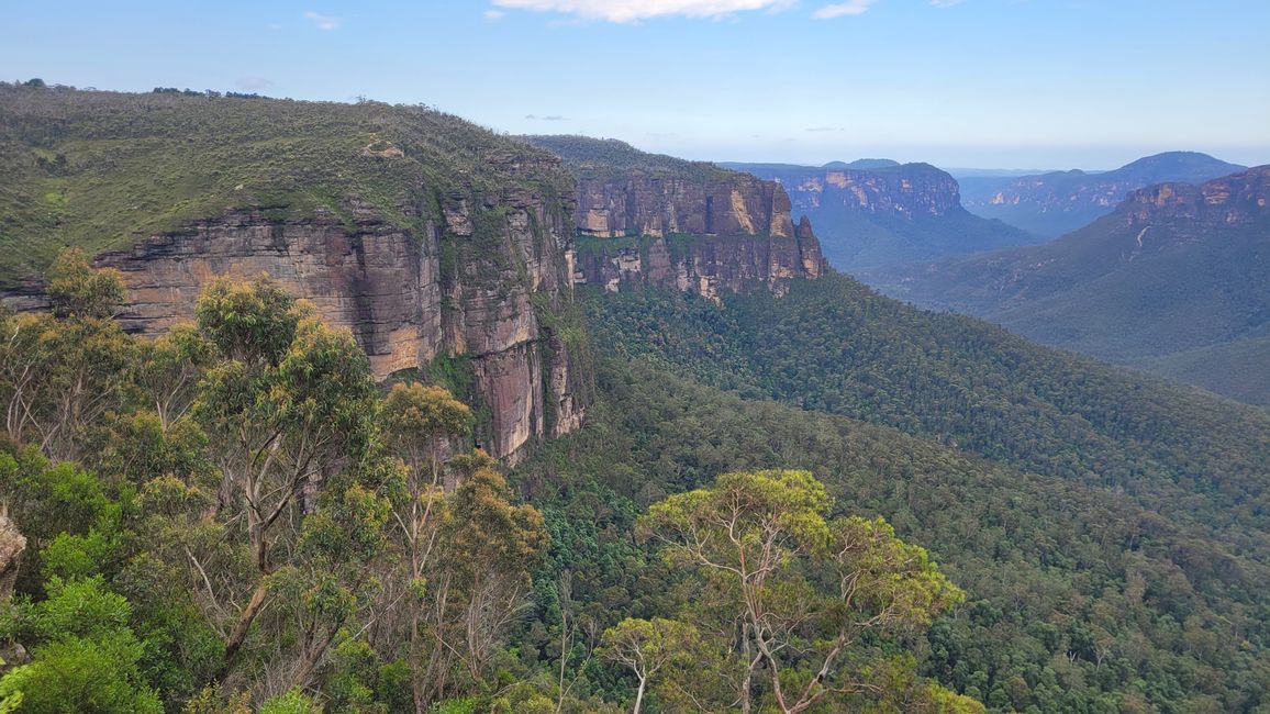 Blue Mountains – Eukalyptusbäume locken nicht nur Koalas an
