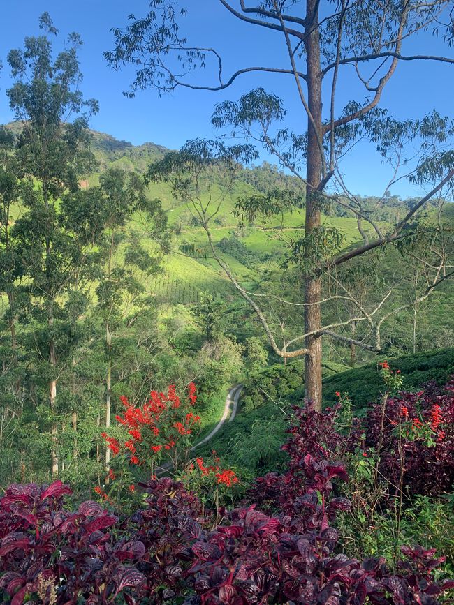 Cameron Highlands