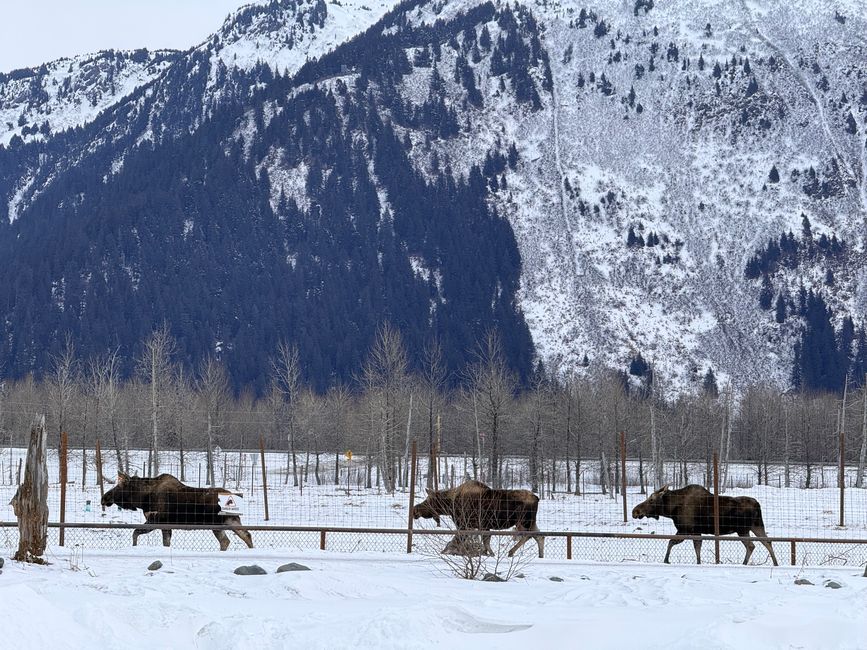 Alaska wasn’t just a trip.
It was a feeling you carry long after you leave.