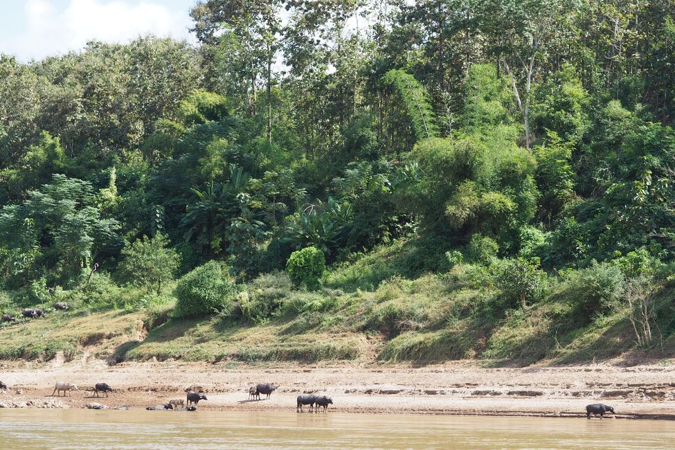 🇱🇦 Wir sind in Laos und fahren zwei Tage mit dem Slow Boat nach Luang Prabang