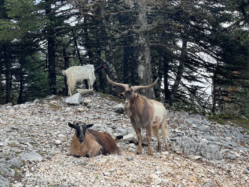 Cabras en la montaña