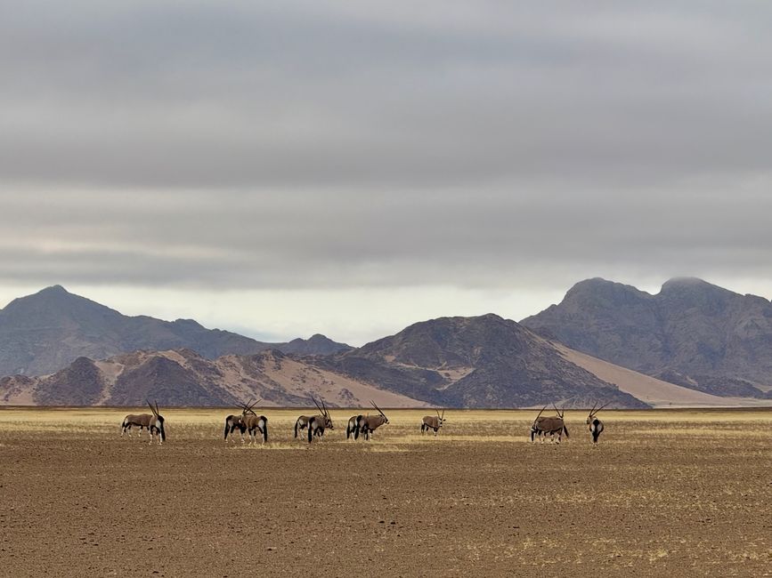 Namibia 2k25 🦓🏜️🐘