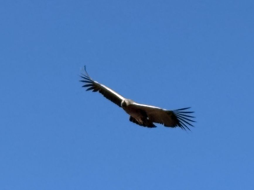Perù_2025 - Giorno 9: Canyon del Colca e Croce del Condor