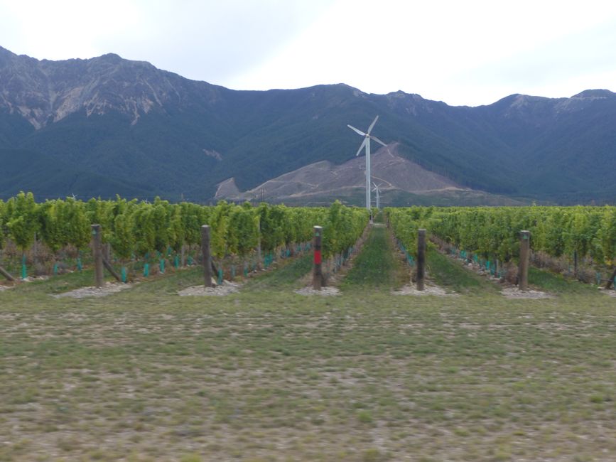 Beaucoup de vignobles