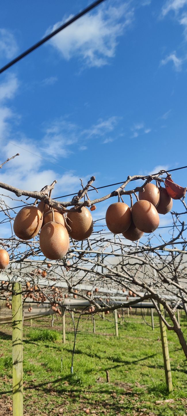 Hier hängen noch einige Kiwis, da dieser Teil nicht geerntet wurde. Die Kiwis schmecken uns aber trotzdem. Für Kenner: Es sind goldene Kiwis.