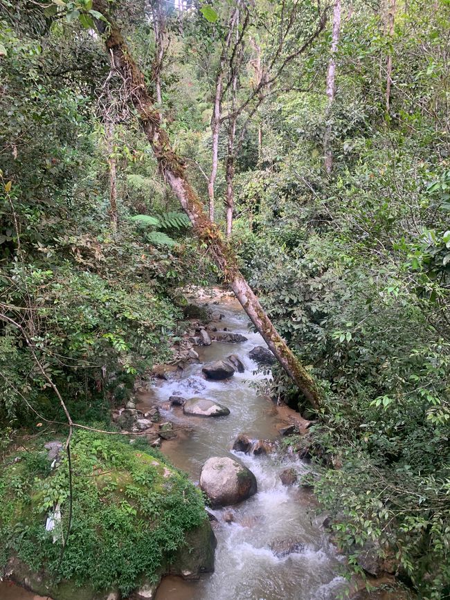 Cameron Highlands