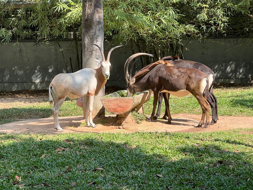 Tag 16 - Phu Quoc: Tierische Higloghts und glitzerndes Einhorn